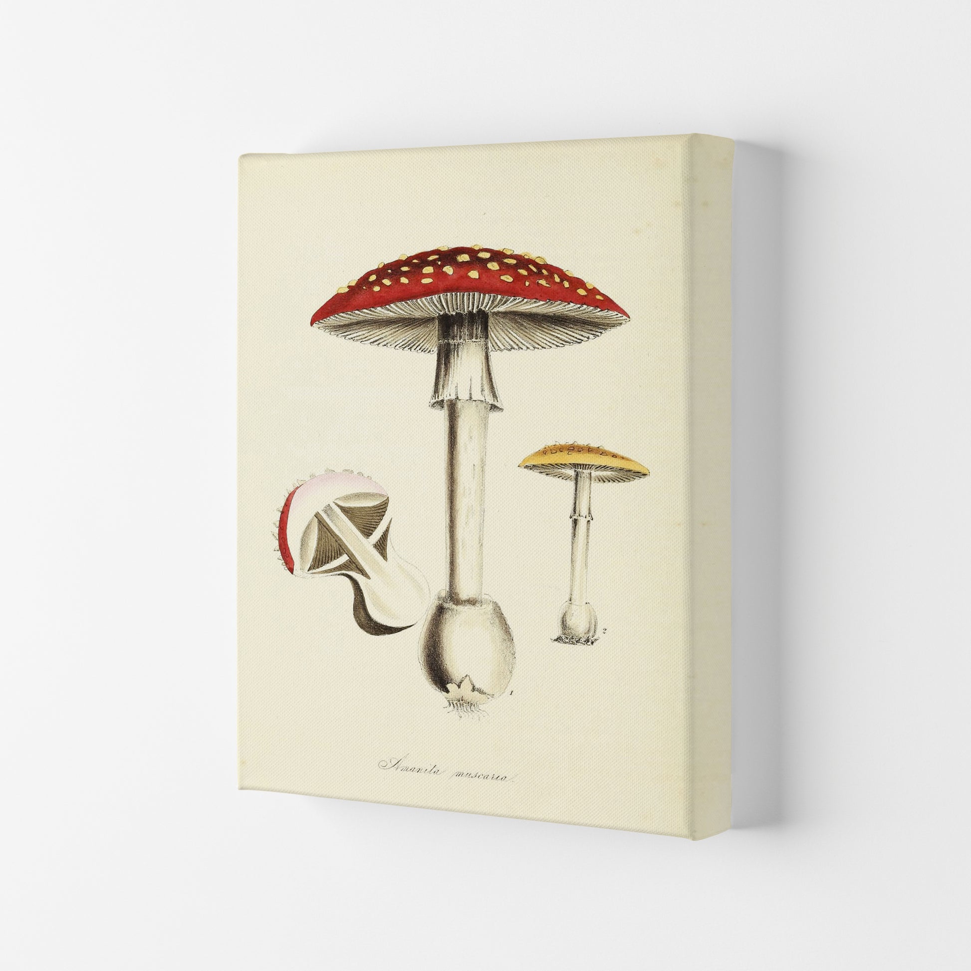 Magic Mushrooms Art Print by Jason Stanley Canvas