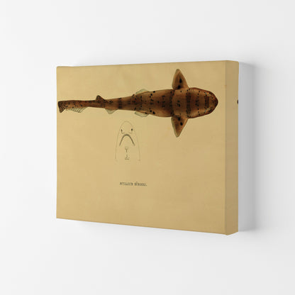 Shark Series 2 Art Print by Jason Stanley Canvas