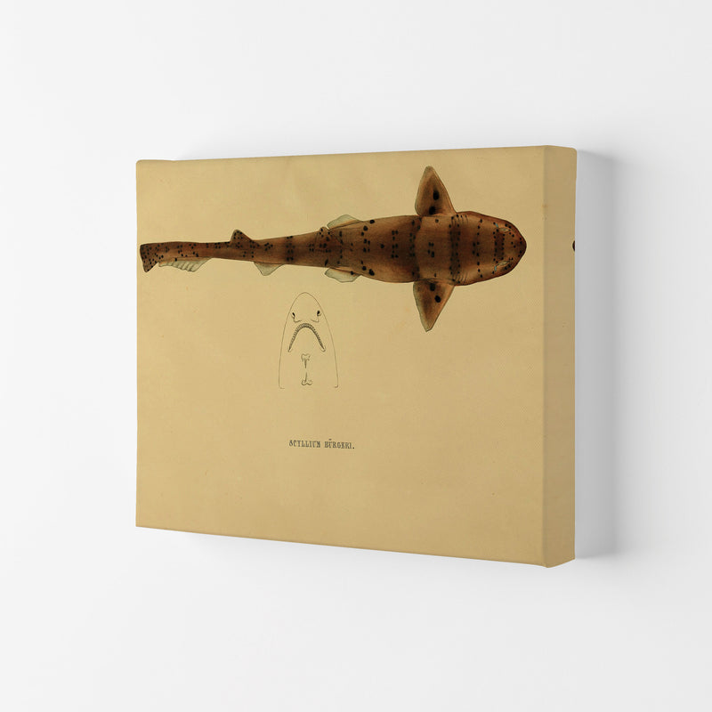 Shark Series 2 Art Print by Jason Stanley Canvas