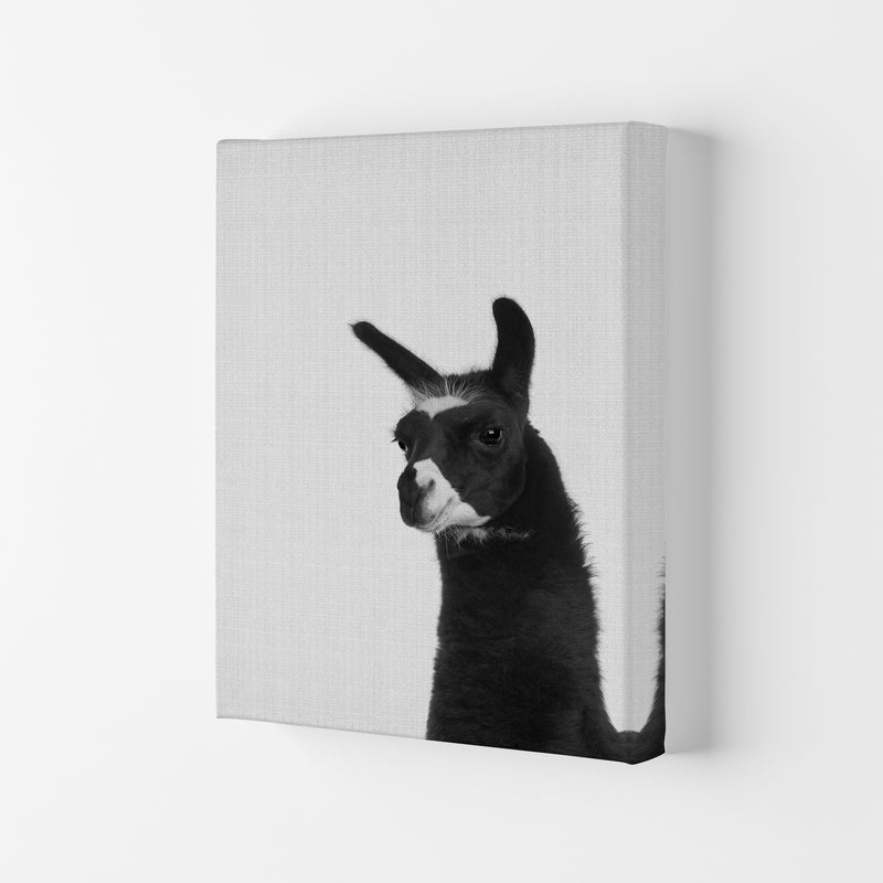 Llama