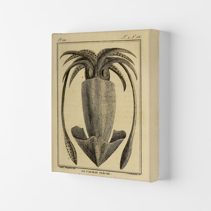 Vintage Squid 2 Art Print by Jason Stanley Canvas