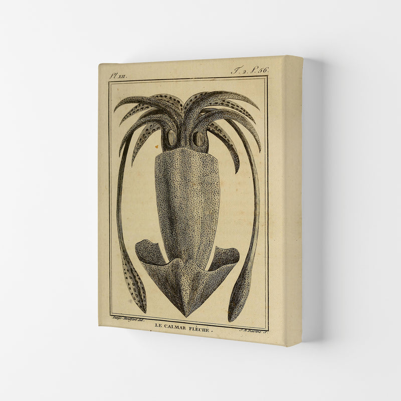 Vintage Squid 2 Art Print by Jason Stanley Canvas