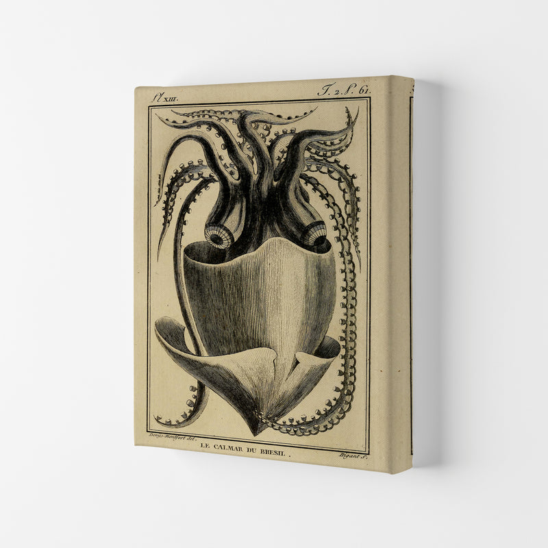Vintage Squid Art Print by Jason Stanley Canvas