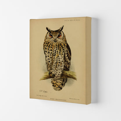 Vintage Owl Art Print by Jason Stanley Canvas