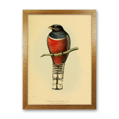 Vintage Purple Breasted Trogon Art Print by Jason Stanley Oak Grain