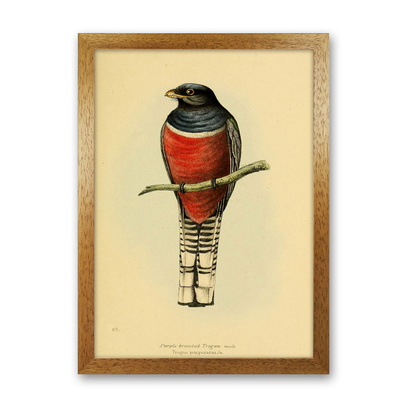 Vintage Purple Breasted Trogon Art Print by Jason Stanley Oak Grain