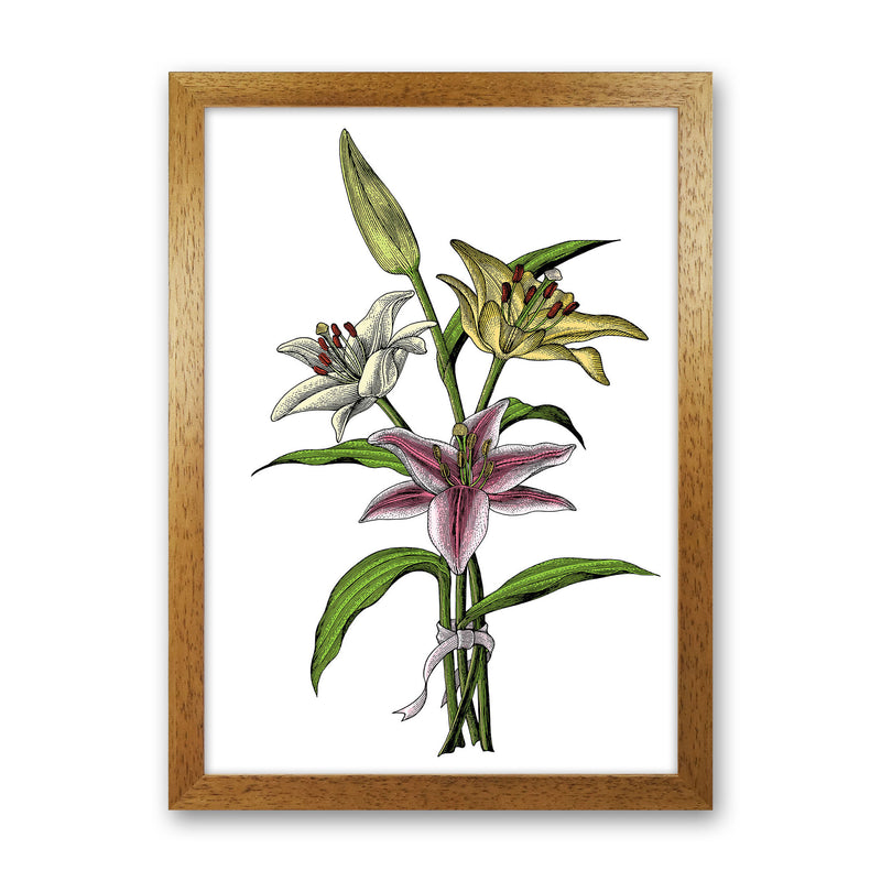 Vintage Lilly Illustration Art Print by Jason Stanley Oak Grain