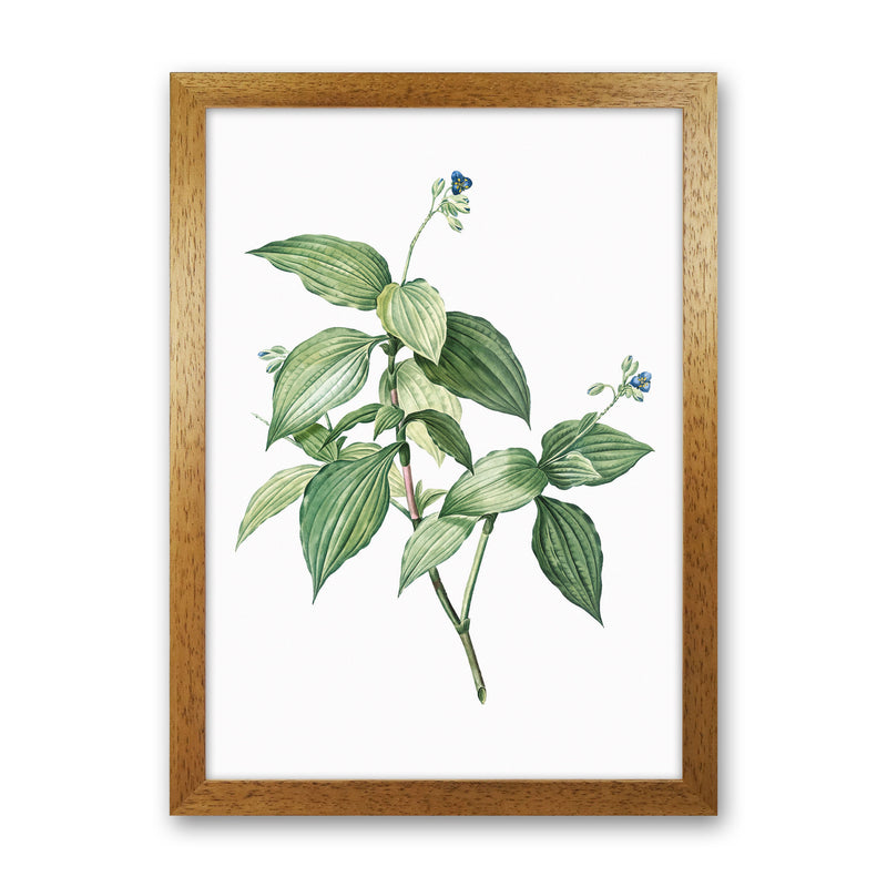 Vintage Botanical Plant Art Print by Jason Stanley Oak Grain
