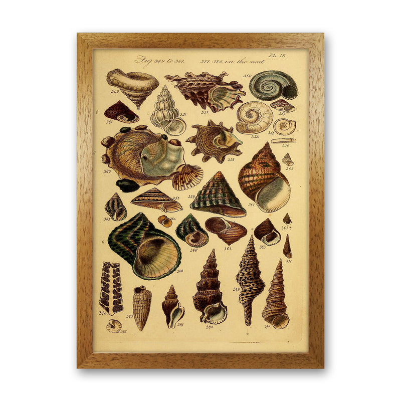 Vintage Shells Art Print by Jason Stanley Oak Grain