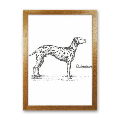 Dalmation Art Print by Jason Stanley Oak Grain