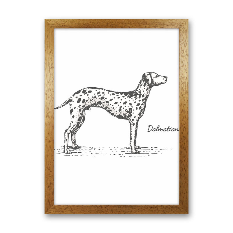 Dalmation Art Print by Jason Stanley Oak Grain