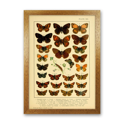Vintage Butterfly Illustration #2 Art Print by Jason Stanley Oak Grain