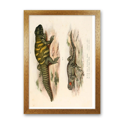 Vintage Lizard Illustration Art Print by Jason Stanley Oak Grain
