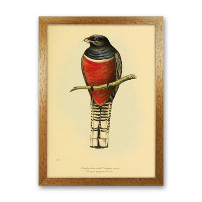 Purple Breasted Trogon Copy Art Print by Jason Stanley Oak Grain