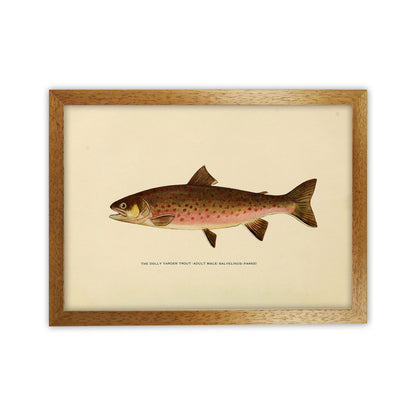 Dolly Varden Trout Illustration Art Print by Jason Stanley Oak Grain