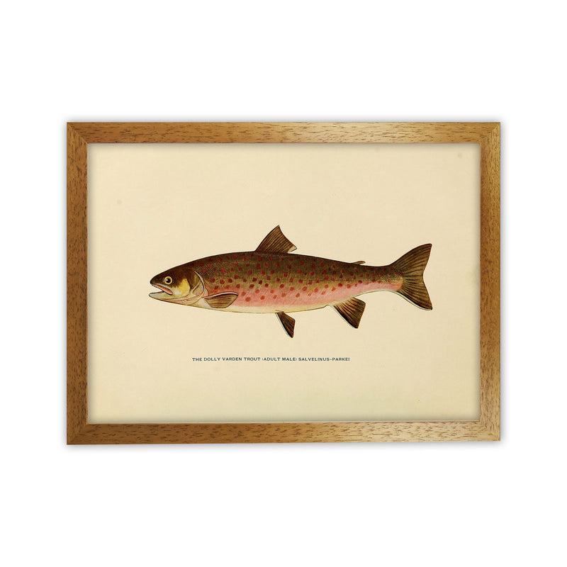 Dolly Varden Trout Illustration Art Print by Jason Stanley Oak Grain