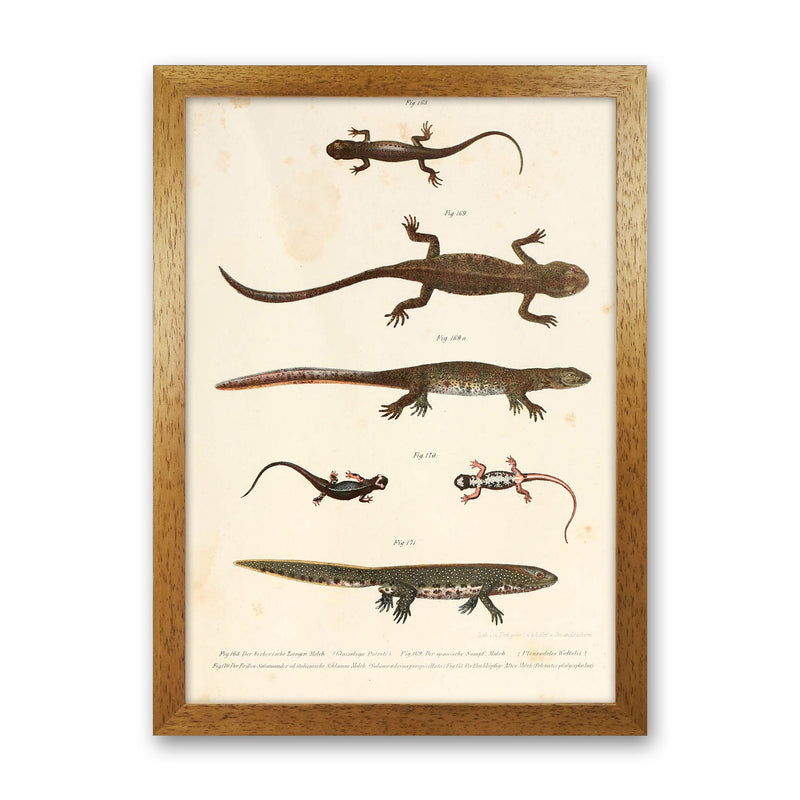 Vintage Newt Illustration Art Print by Jason Stanley Oak Grain