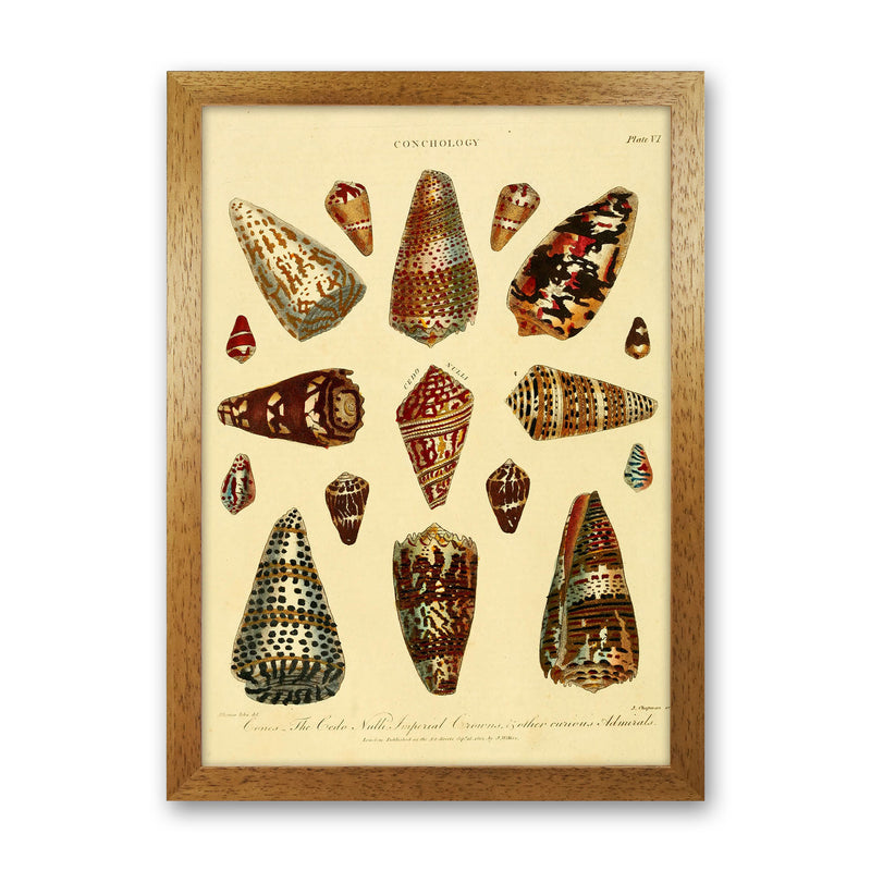 Conchology Illustration 2 Art Print by Jason Stanley Oak Grain