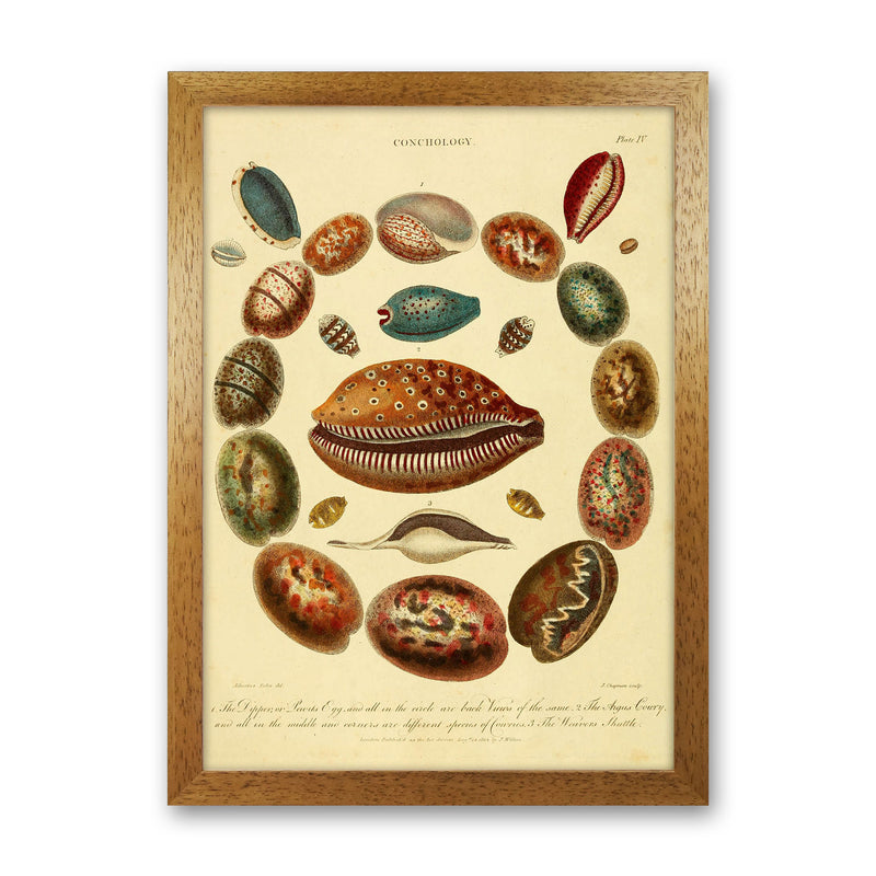 Conchology Illustration Art Print by Jason Stanley Oak Grain