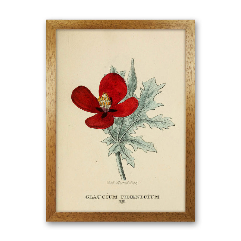 Vintage Flower Series 2 Art Print by Jason Stanley Oak Grain