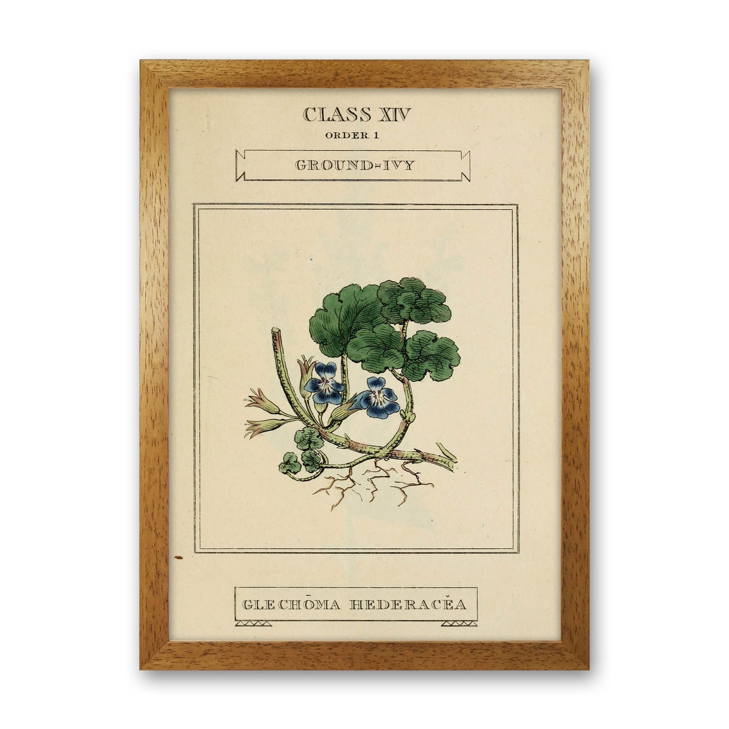 Vintage Flower Series 8 Art Print by Jason Stanley Oak Grain