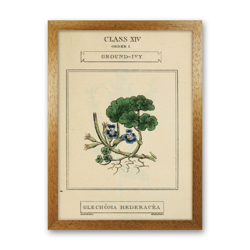 Vintage Flower Series 8 Art Print by Jason Stanley Oak Grain