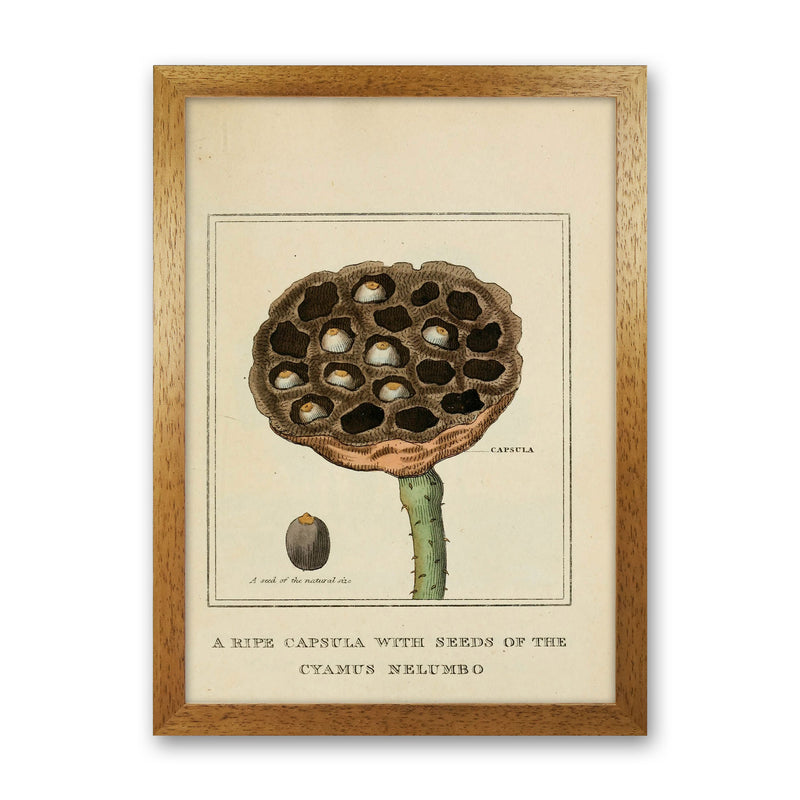 Vintage Flower Series 3 Art Print by Jason Stanley Oak Grain