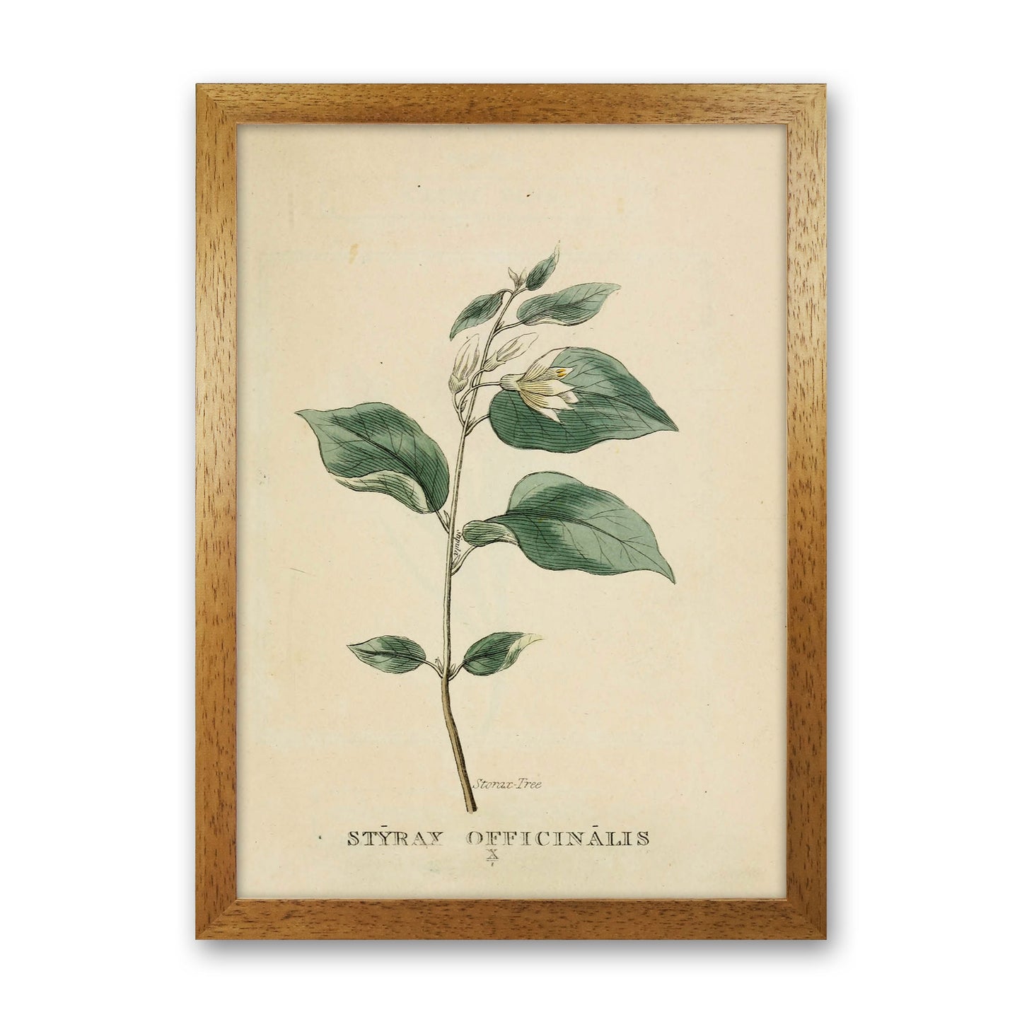Vintage Flower Series 1 Art Print by Jason Stanley Oak Grain