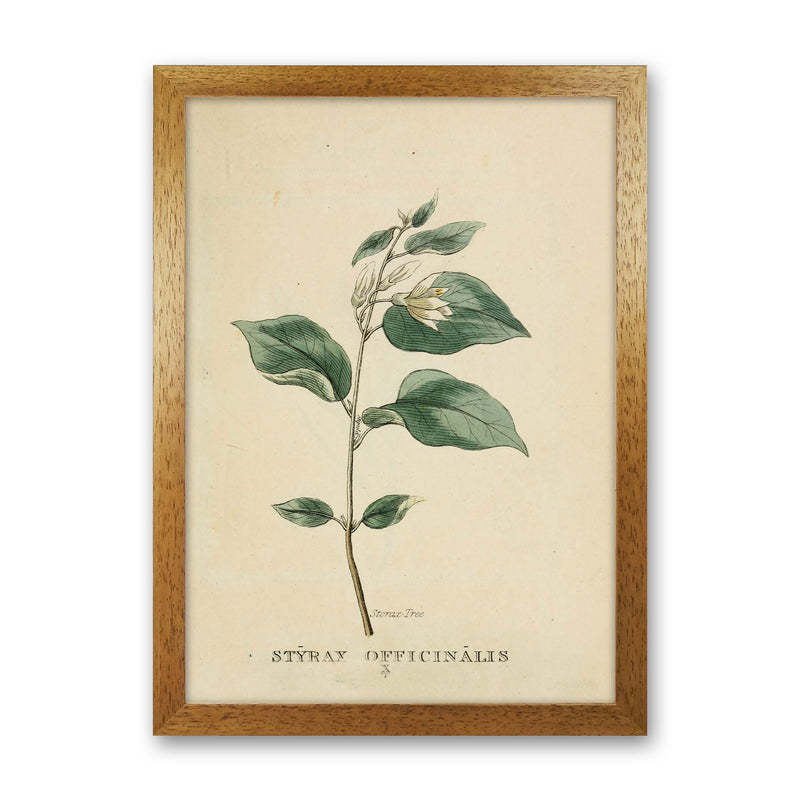 Vintage Flower Series 1 Art Print by Jason Stanley Oak Grain