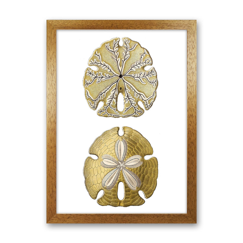 Sand Dollar Illustration Art Print by Jason Stanley Oak Grain