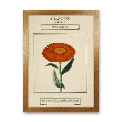 Vintage Flower Series 9 Art Print by Jason Stanley Oak Grain