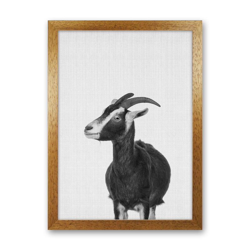 This Goat Takes The Cake Art Print by Jason Stanley Oak Grain