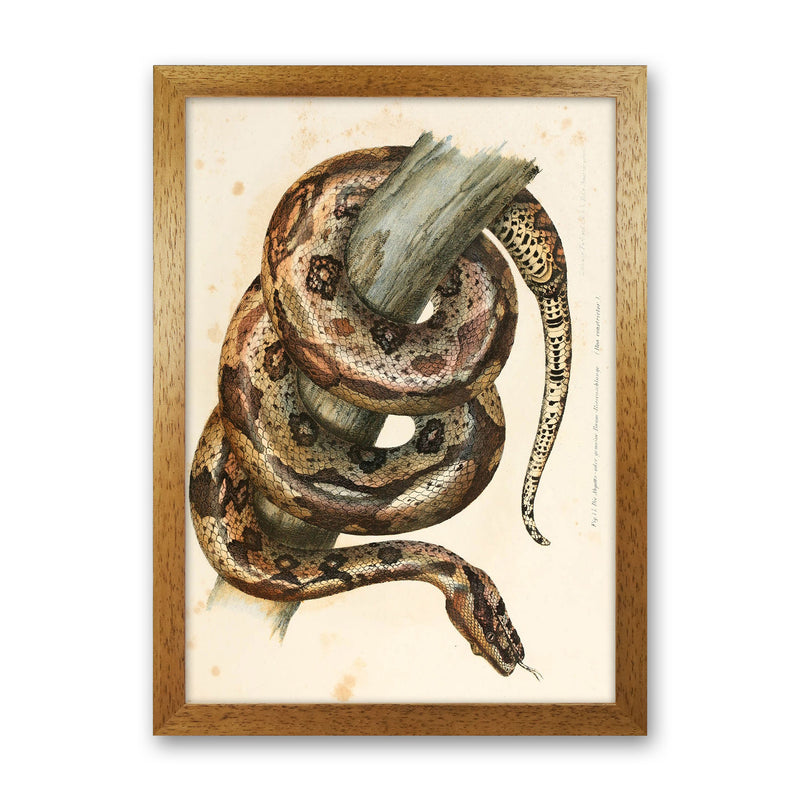Vintage Snake Illustration Art Print by Jason Stanley Oak Grain