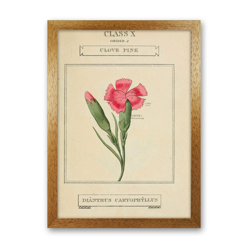 Vintage Flower Series 4 Art Print by Jason Stanley Oak Grain