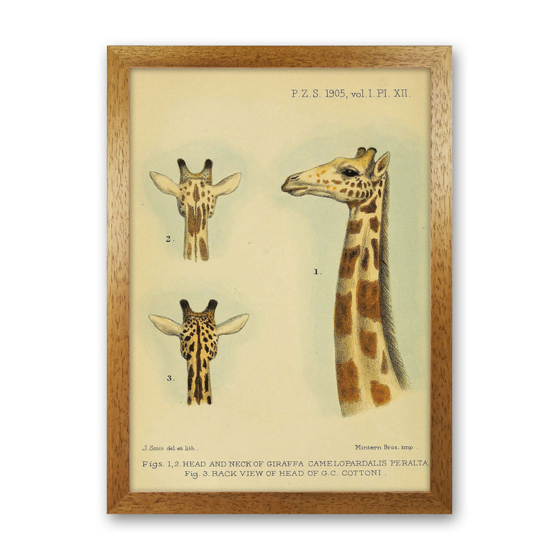 Longest Neck In The Jungle Art Print by Jason Stanley Oak Grain