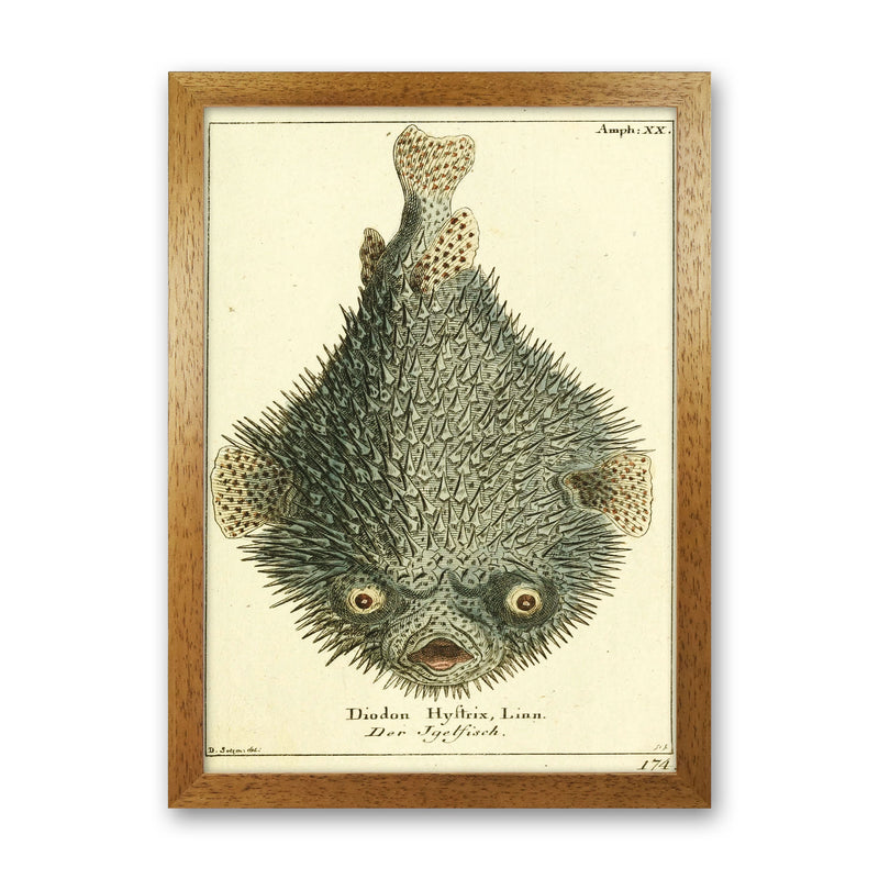 Vintage Japanese Fish Art Print by Jason Stanley Oak Grain