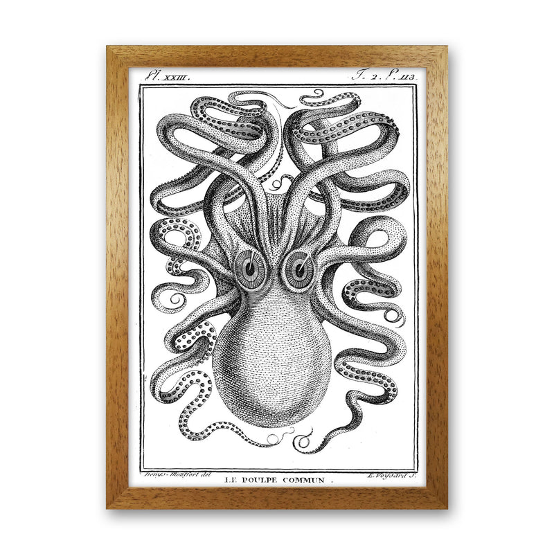White Vintage Octopus Art Print by Jason Stanley Oak Grain