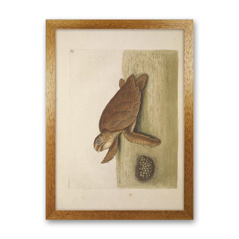 Vintage Sea Turtle Art Print by Jason Stanley Oak Grain
