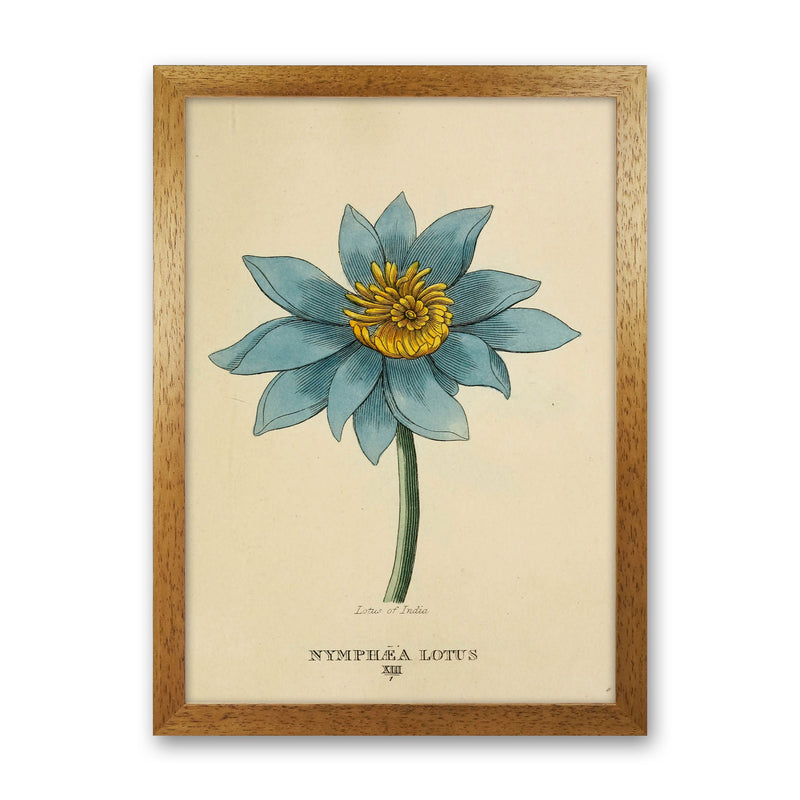 Vintage Lotus Flower Art Print by Jason Stanley Oak Grain