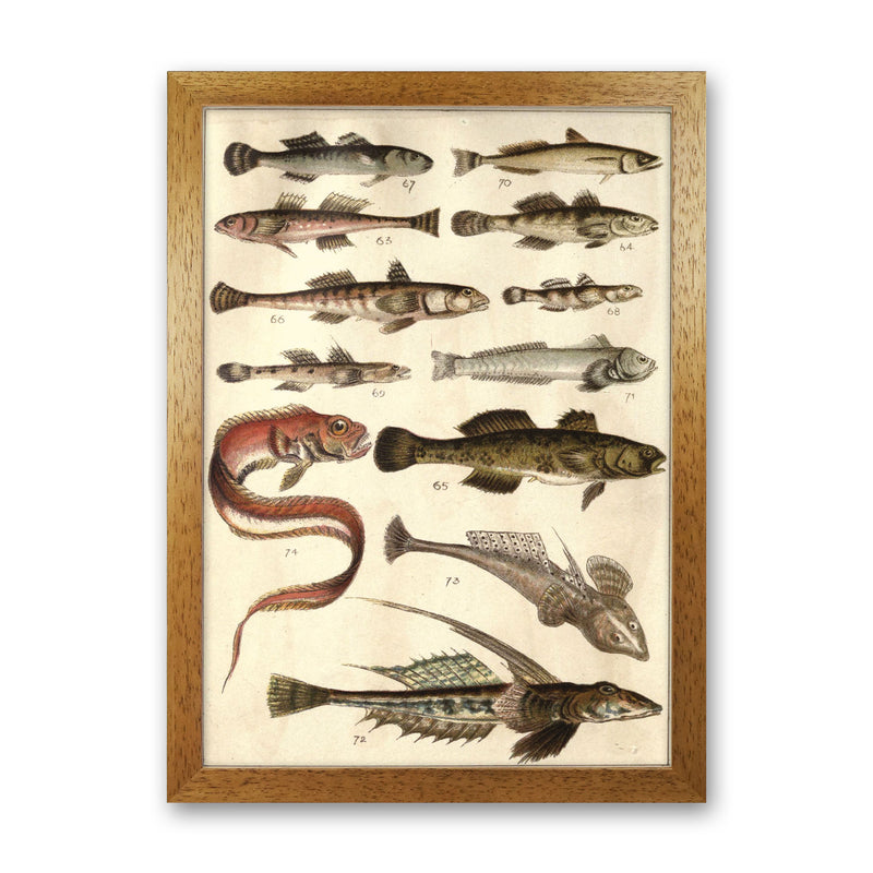 Creatures Of The Sea Art Print by Jason Stanley Oak Grain