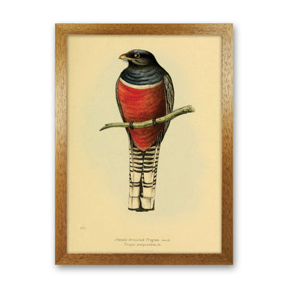Purple Breasted Trogon Art Print by Jason Stanley Oak Grain