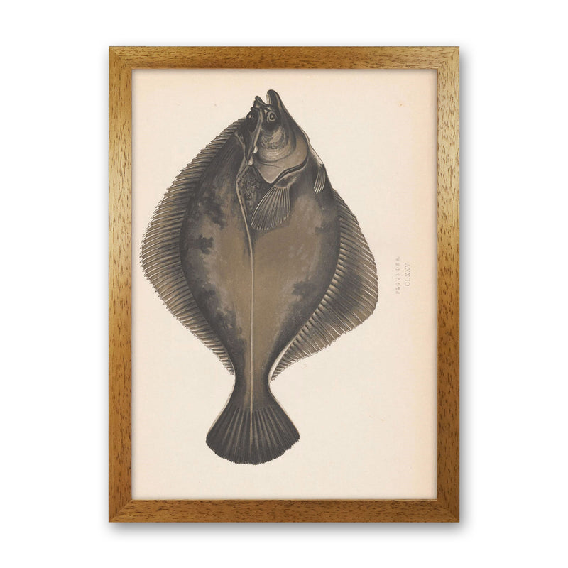 Vintage Flounder Art Print by Jason Stanley Oak Grain