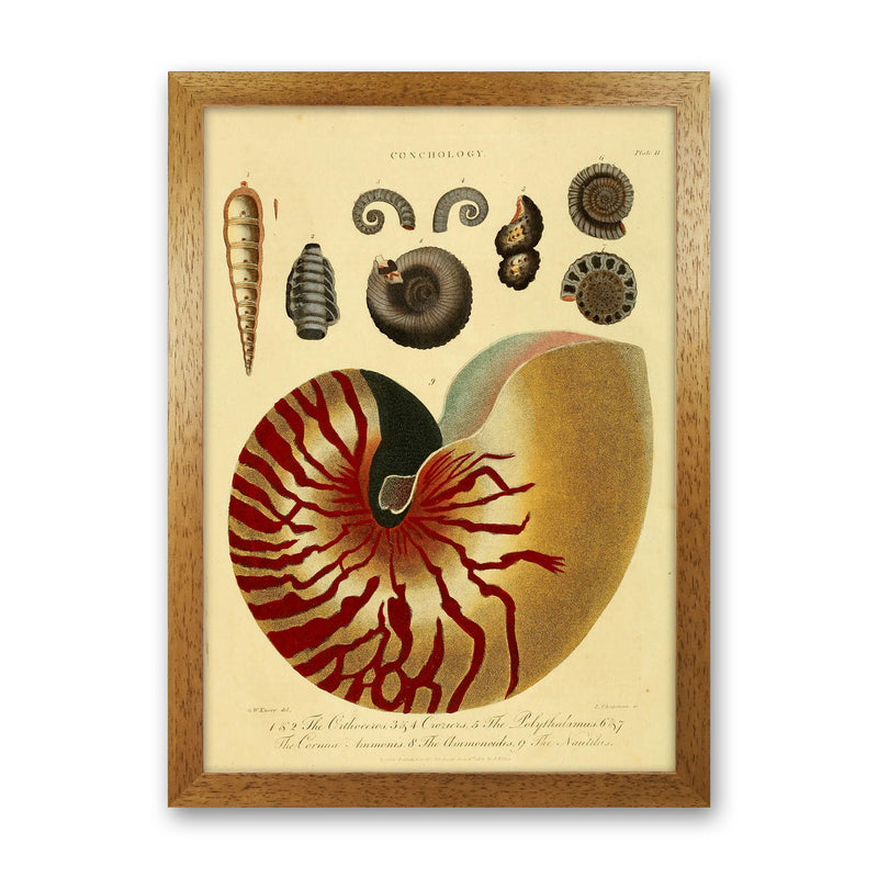 Vintage Conchology Art Print by Jason Stanley Oak Grain