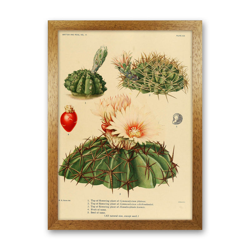Cactus Series 14 Art Print by Jason Stanley Oak Grain
