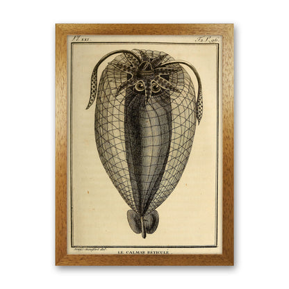 Vintage Squid 4 Art Print by Jason Stanley Oak Grain