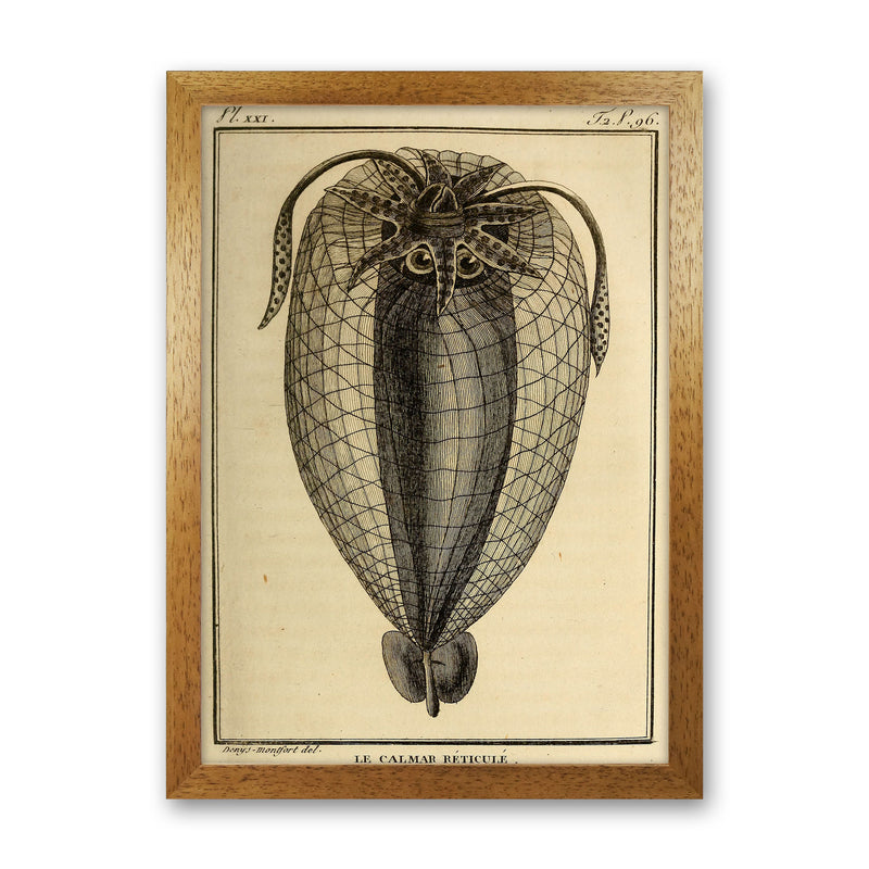 Vintage Squid 4 Art Print by Jason Stanley Oak Grain