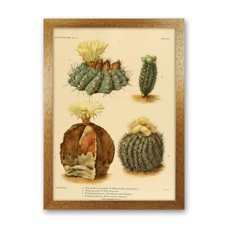 Cactus Series 16 Art Print by Jason Stanley Oak Grain