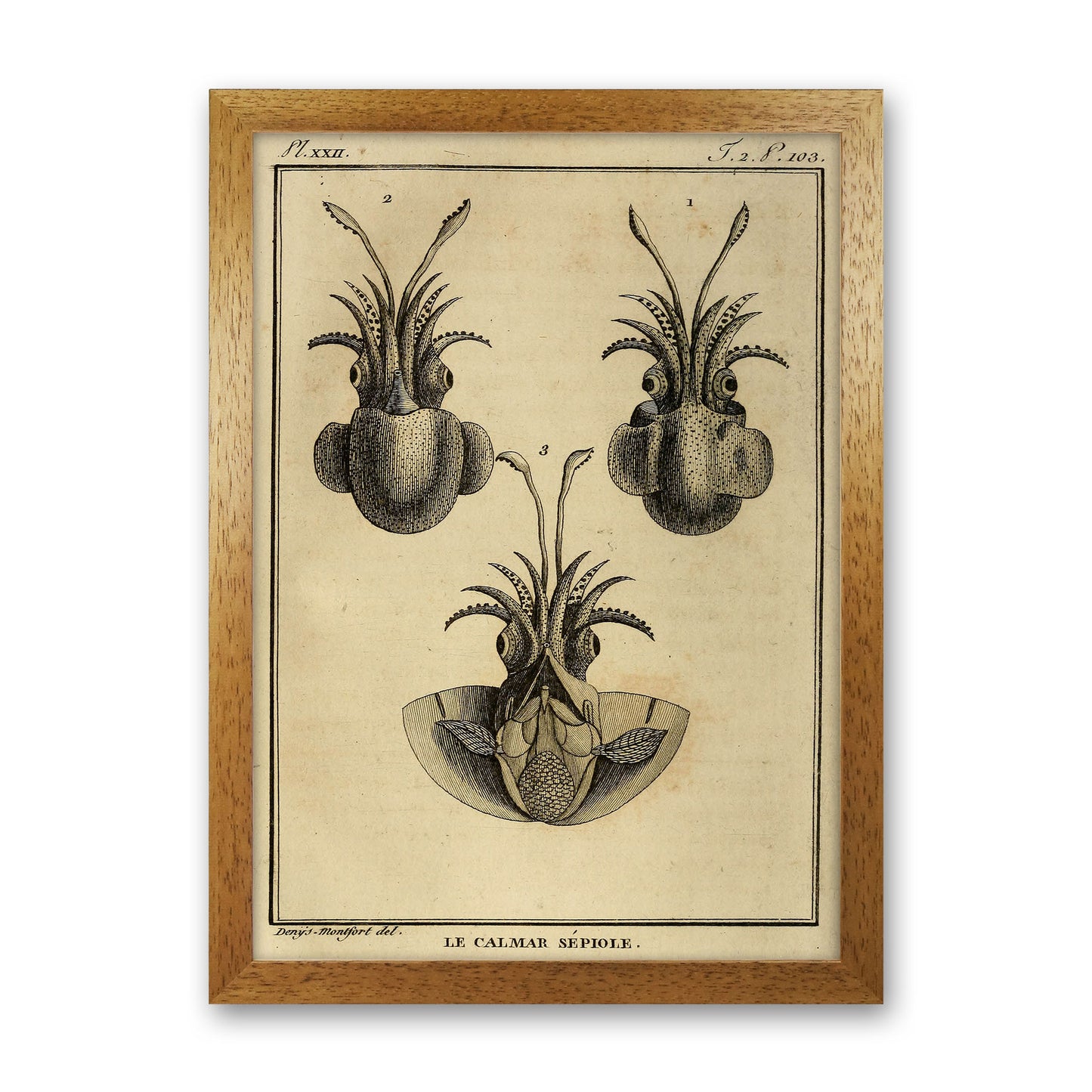 Vintage Squid 3 Art Print by Jason Stanley Oak Grain