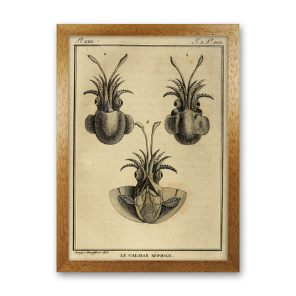 Vintage Squid 3 Art Print by Jason Stanley Oak Grain
