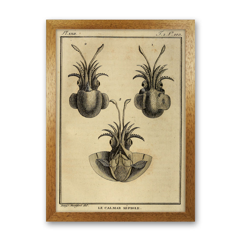 Vintage Squid 3 Art Print by Jason Stanley Oak Grain